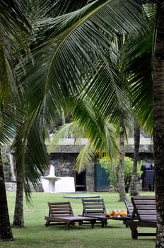 Sunbeds in a lawn surrounded by palm trees on the coast, Sri Lanka