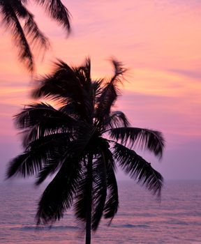 The silhouette of a palm tree on a windy evening in Sri Lanka