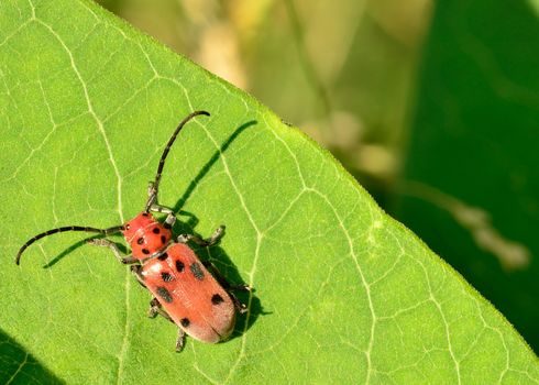 A macro closeup of a Milkweed Beetle perched on a leaf.