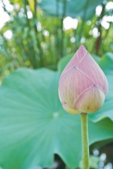 pink lotus