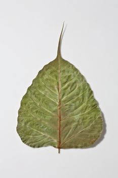 dry bo leaf