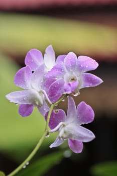 purple orchid