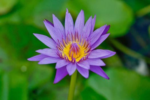 purple lotus







Compact Fluorescent Portable