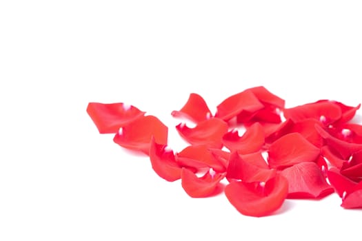 red rose petals isolated
