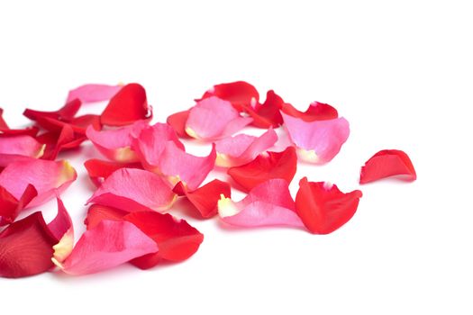 red and pink rose petals isolated
