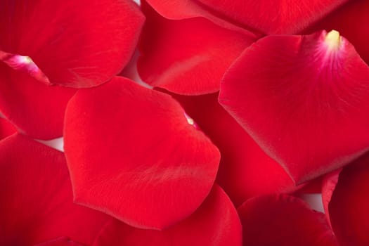 red rose petals background