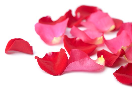 red and pink rose petals isolated
