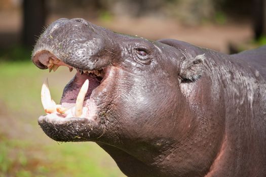 pygmy hippopotamus