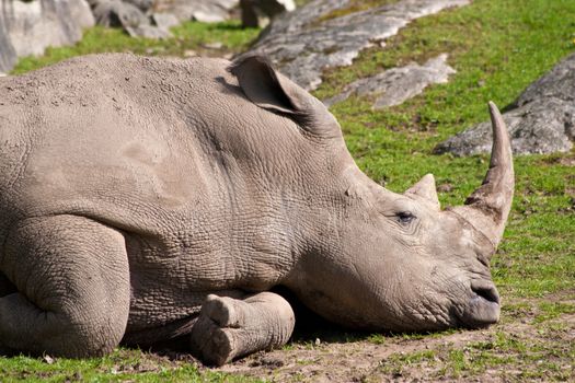 rhinoceros