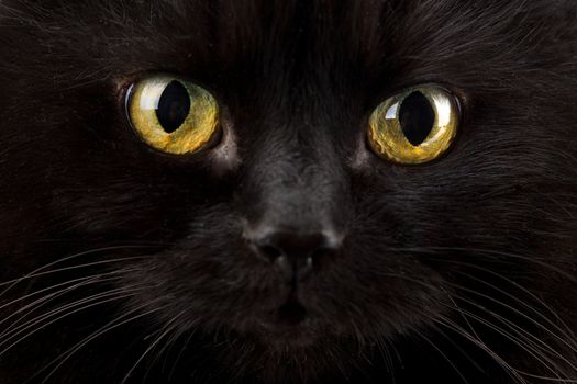 eyes of black cat