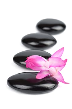 spa stones and pink flower isolated
