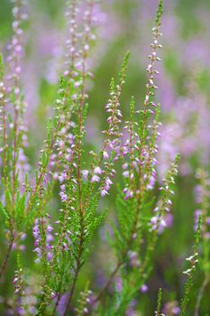 heather field background 