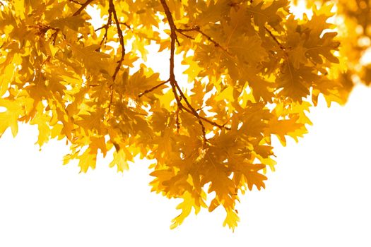 autumn leaves isolated
