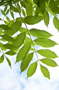 green leaves 