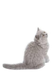 british kitten looking up isolated
