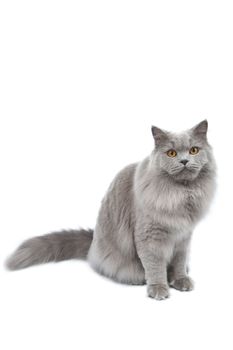 cute british cat isolated
