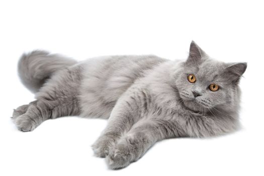 lying cute british cat isolated
