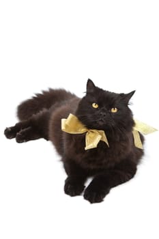 black cat wearing golden bow isolated
