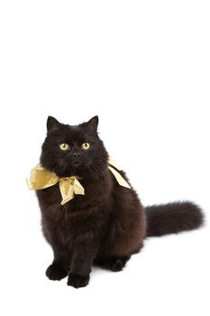 black cat wearing golden bow isolated
