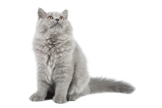 british kitten looking up isolated
