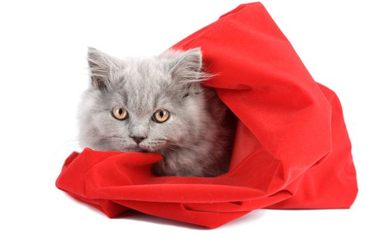 kitten in red bag isolated