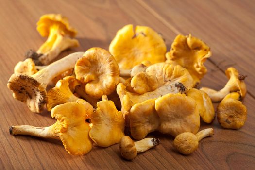 fresh chanterelle mushrooms 