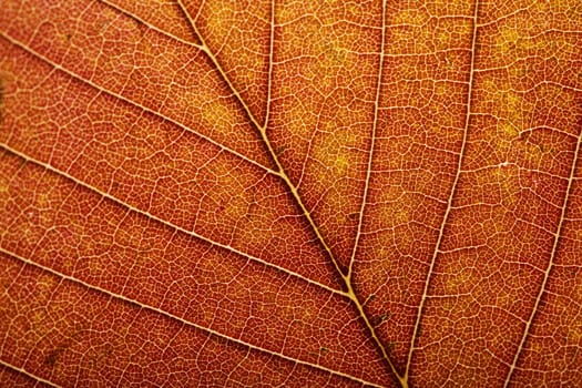 macro of autumn leaf