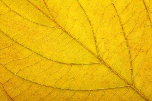 macro of autumn leaf 