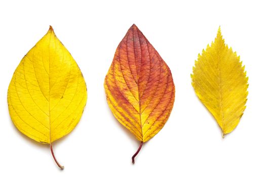 colorful autumn leaves isolated
