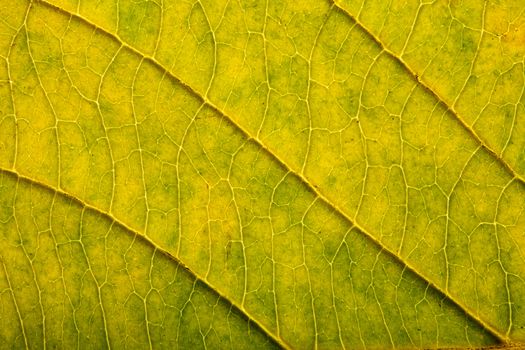 macro of autumn leaf