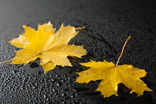 autumn leaves over black