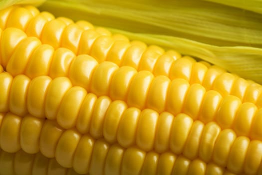 macro of fresh maize
