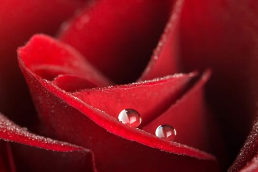 red rose with dew