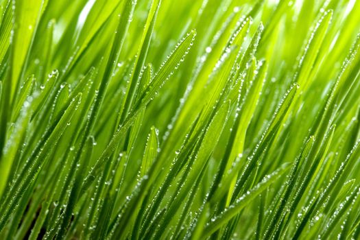 green grass with dew