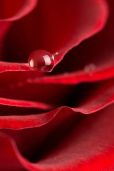 macro of red rose petals