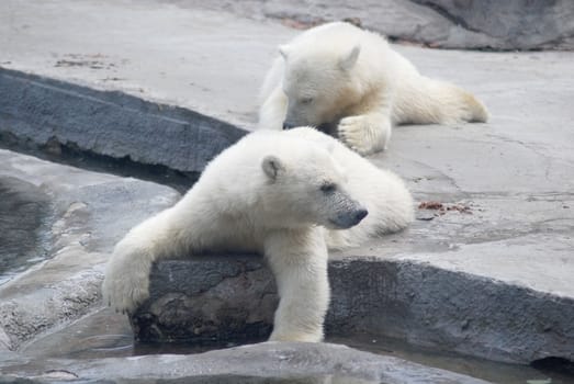 Two white bear cub lying on stones  