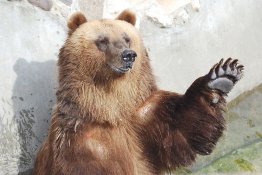 The brown bear welcomes with a paw