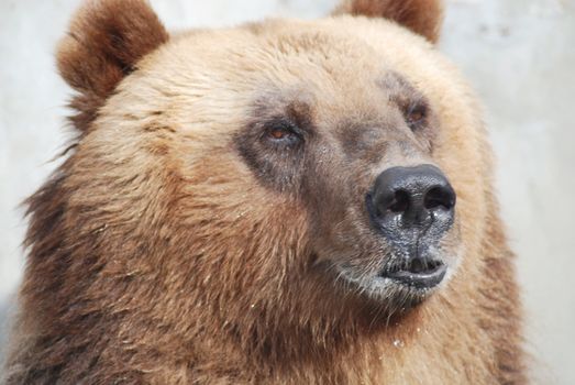 The brown bear close up, wild life 