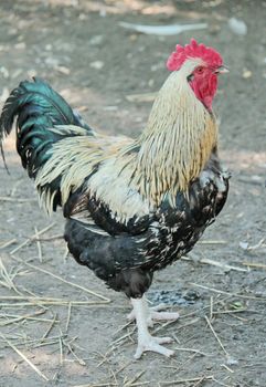 Beautiful red, black and white rooster standing on the ground with straw