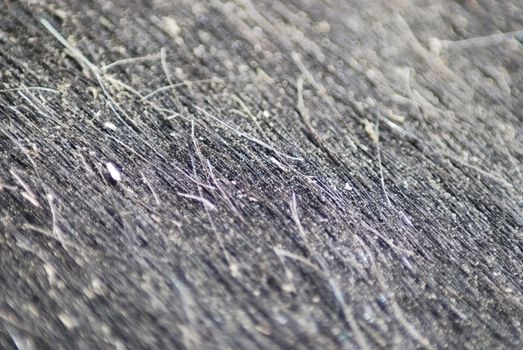 black horse skin and fur close up, nature texture  