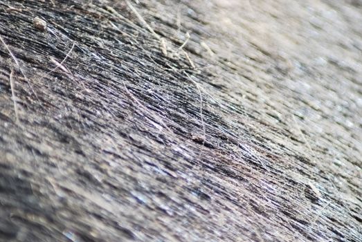 black horse skin and fur close up, nature texture  