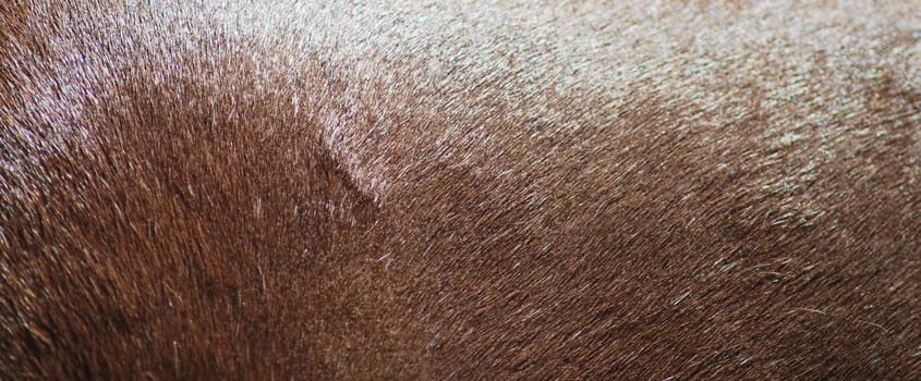 brown horse skin and fur close up, nature texture