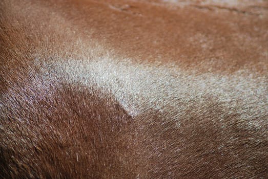 brown horse skin and fur close up, nature texture