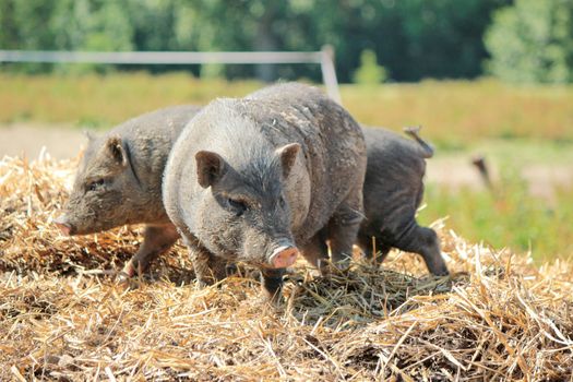 Two grey pigs on straw at the farm