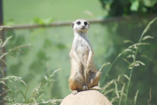 Meerkat (Suricata suricatta) portrait , desert wildlife 