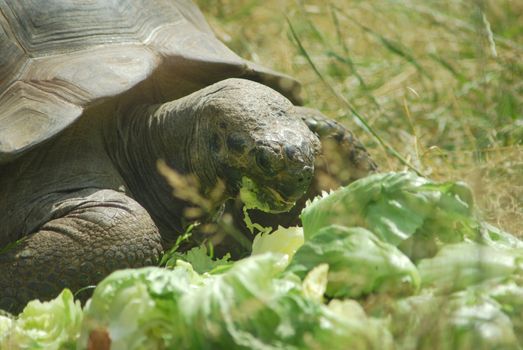 Big Seychelles turtle eating, Giant tortoise close up