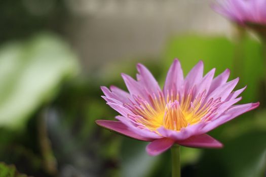 pink lotus, used to worship the Buddha.