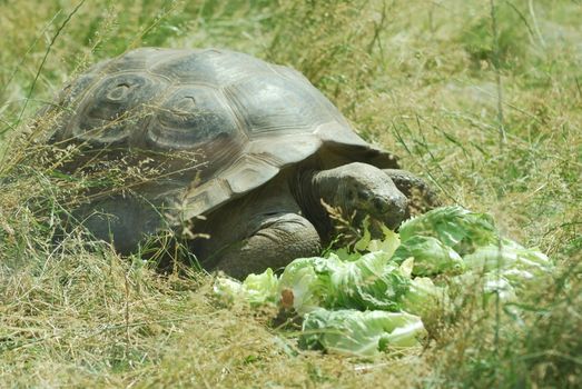 Big Seychelles turtle eating, Giant tortoise close up