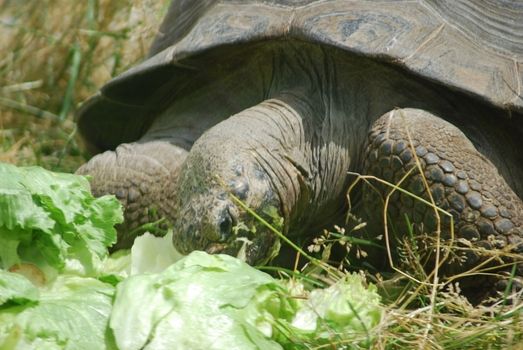 Big Seychelles turtle eating, Giant tortoise close up