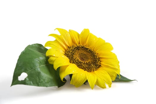 sunflower with green leaves on white background